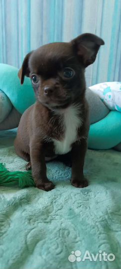 Щенки чихуахуа