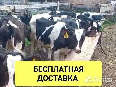 Бычки и быки
