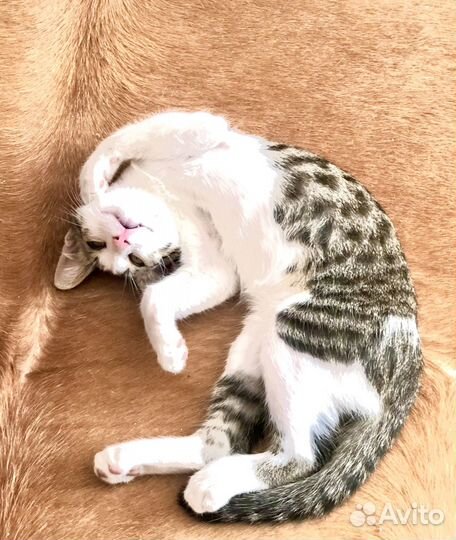 Супер кот хищник