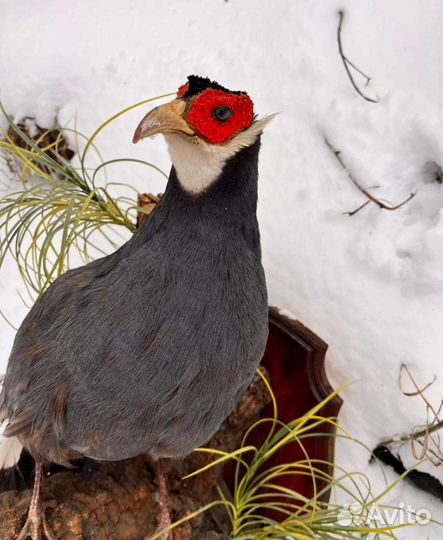 Чучело фазана