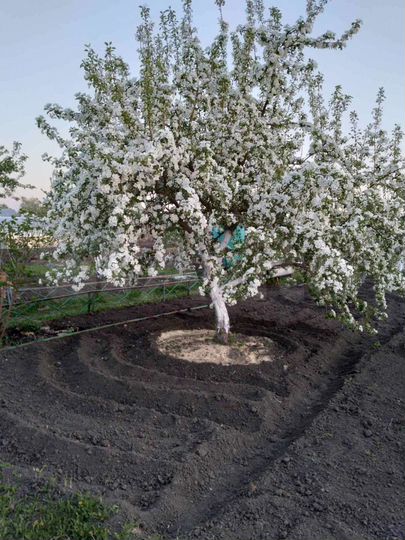 Участок 8 сот. (СНТ, ДНП)