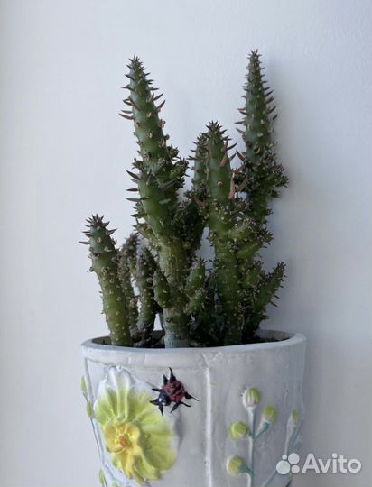 Папоротник