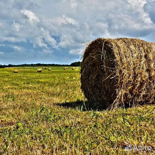 Луговое сено в рулонах