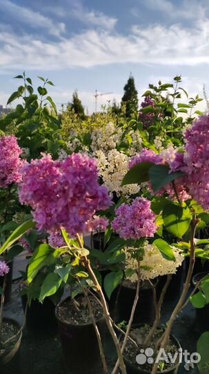 Сирень желтая, белая, красная, голубая