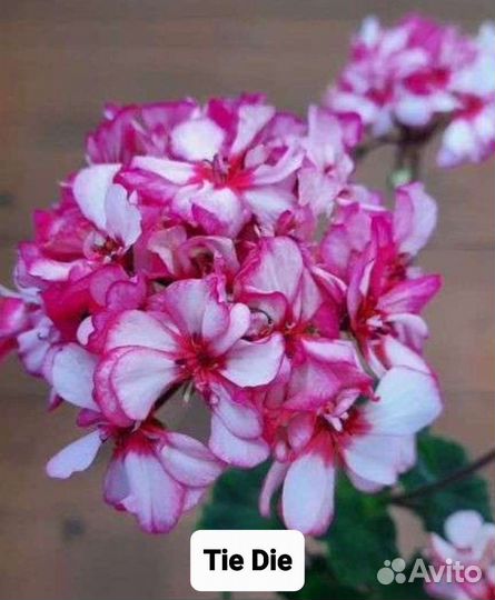 Пеларгония. Много сортов