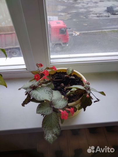 Комнатные цветы