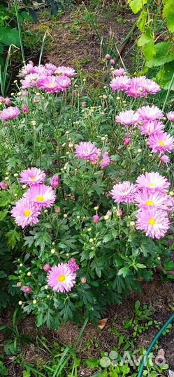 Хризантемы многолетние