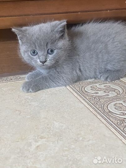 Британские котята