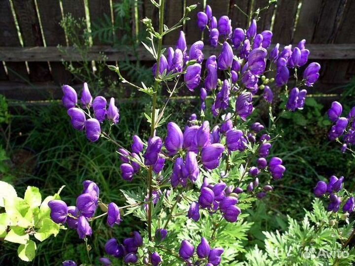 Красивоцвеущие многолетники для Сибири