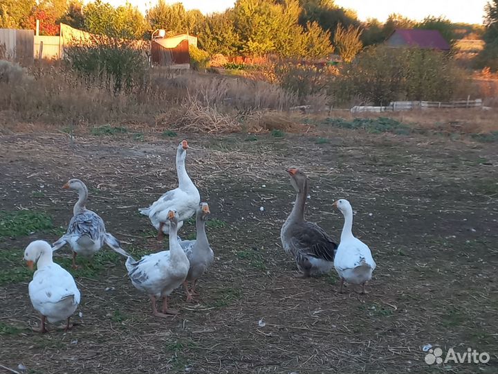 Холмогорские гуси