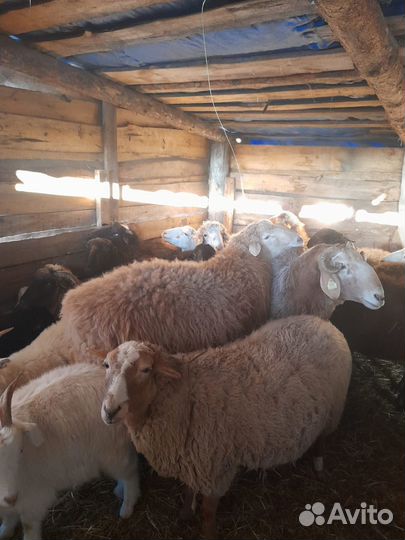 Бараны овечки