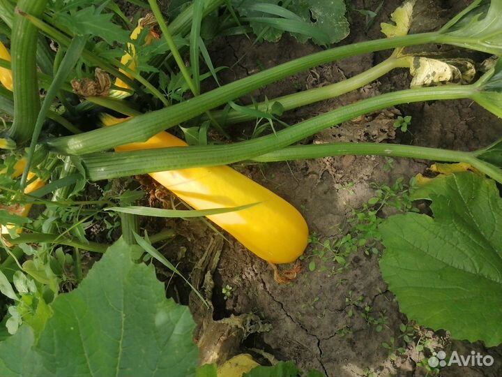 Кабачки свежие