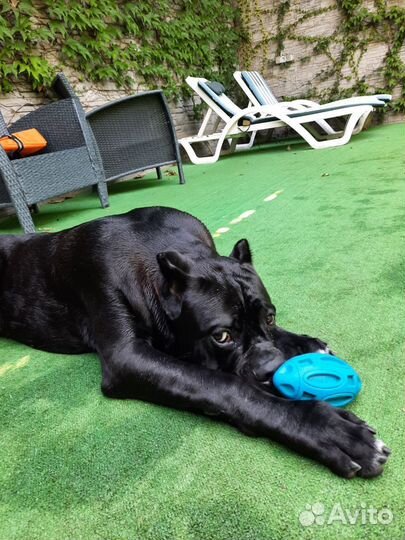 Кобель вязка кане Корсо