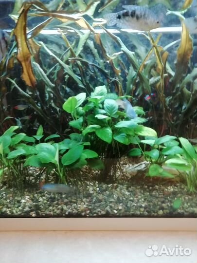 Аквариумные растения
