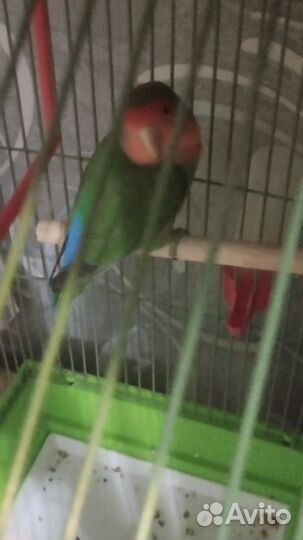 Попугай неразлучники с клеткой