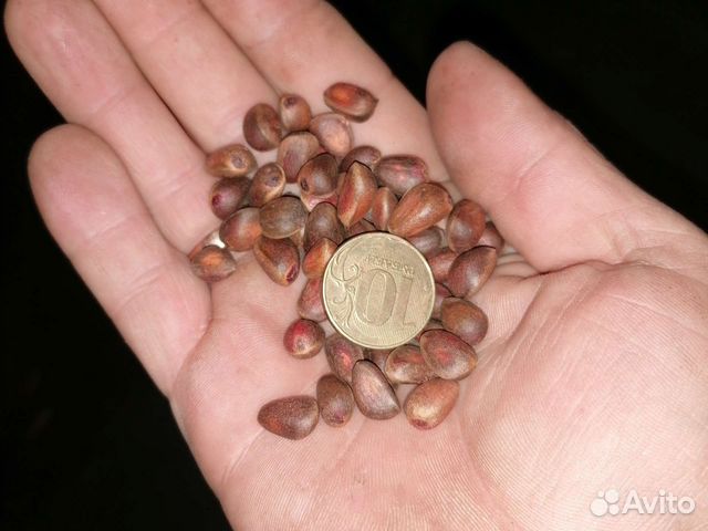 Супер кедровый орех 2023года