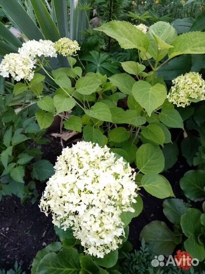 Хосты, гортензия, жасмин