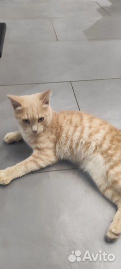 Котик выкинули на заправке- спаси