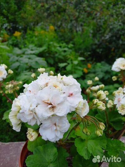 Пеларгония