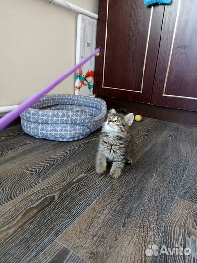 Котоняня/Зооняня