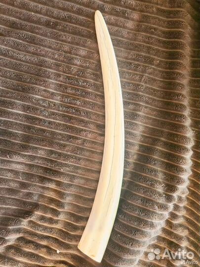 Клык, бивеньморжа(имитация )