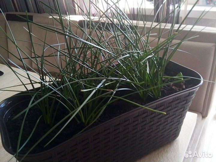 Зефирантес