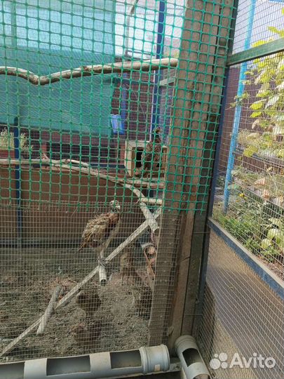 Фазан охотничий