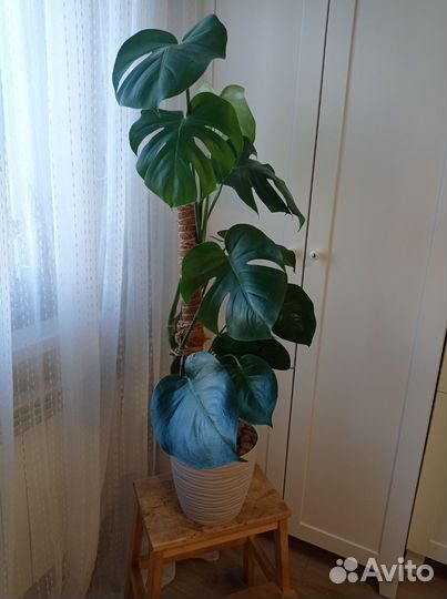 Монстера деликоза