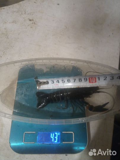 Австралийский красноклешневый рак