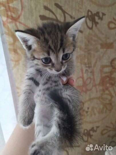 Кошка в дар бесплатно