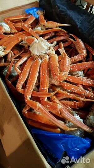 Краб стригун. Свежий, полный. Доставка