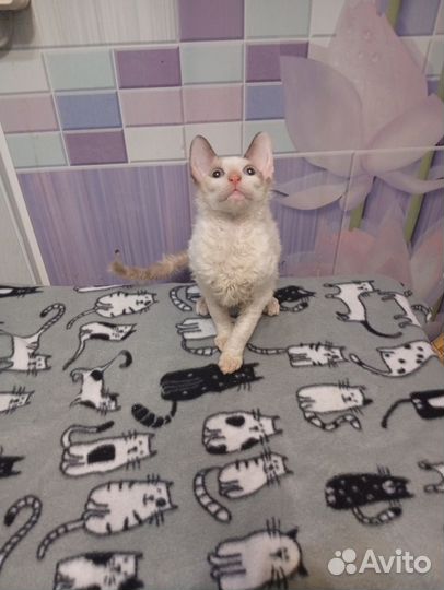 Котята корниш-рекс