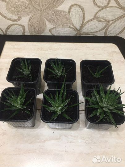 Суккулент Хавортия, Крассула