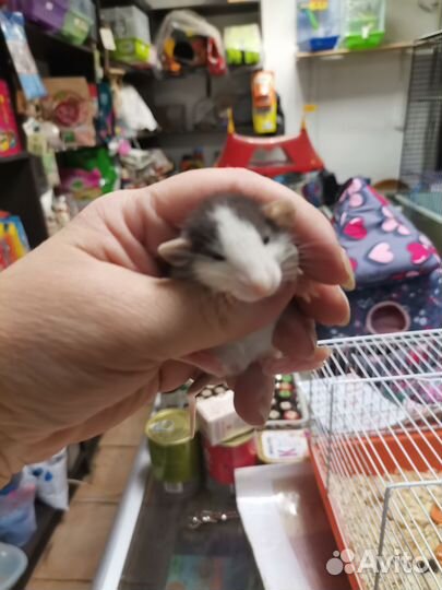 Крыски дамбо