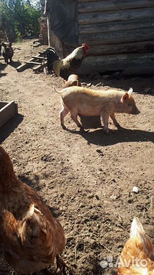 Поросята мангалы