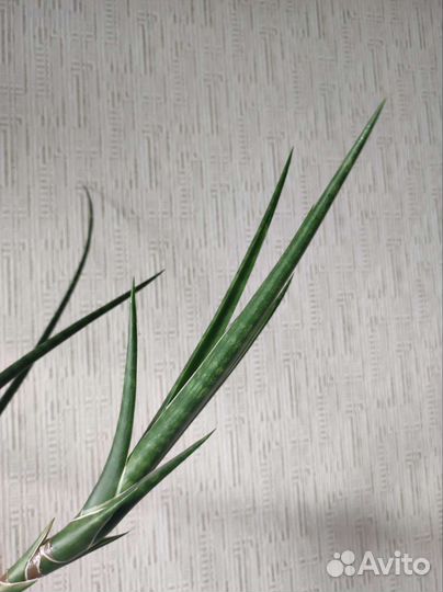 Сансевиерия видовая (вероятно, S.bella)