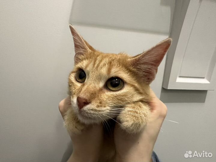 Самый ласковый кот Рыжик в добрые руки