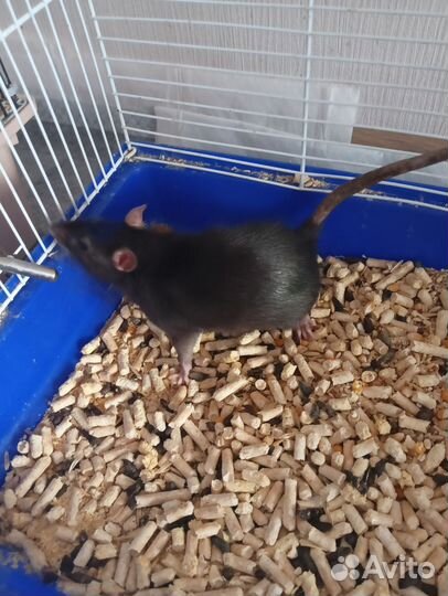 Продам крысок