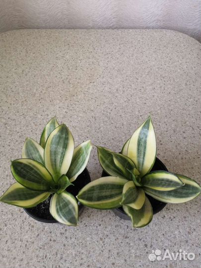 Сансевиерии сортовые