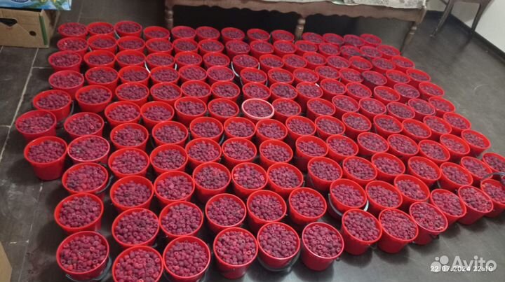 Малина (полька)