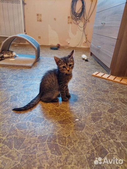 Мальчик 2 месяца ищет дом