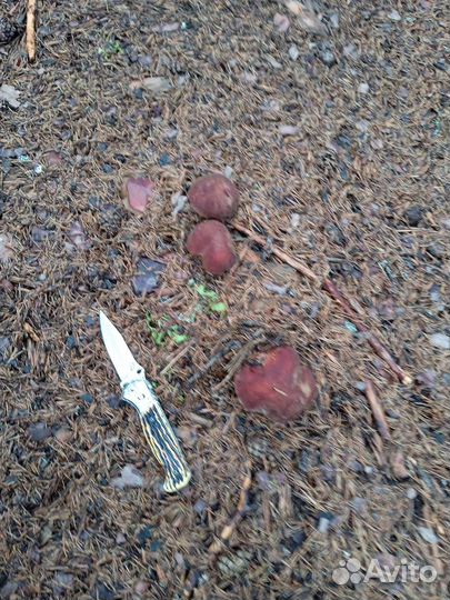 Сушенные грибы