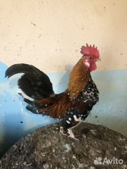 Петух бентамка