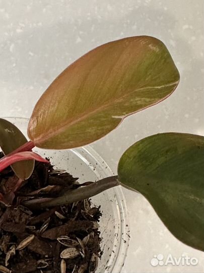 Филодендрон orange congo mutation