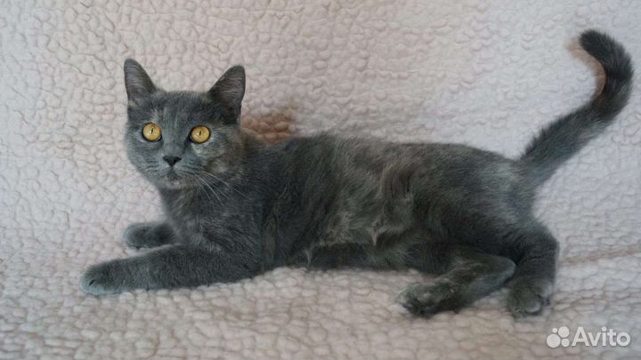 Кошка