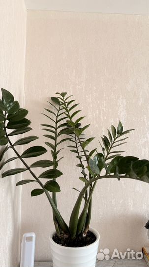 Комнатные растения цветы