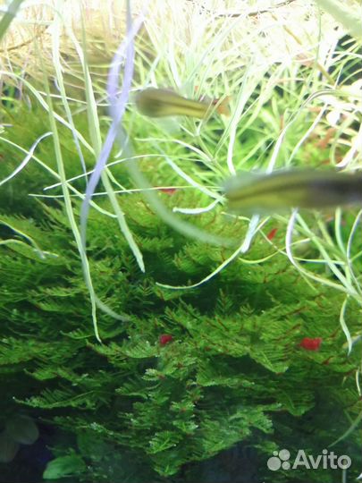 Погостемон, мох рождественский