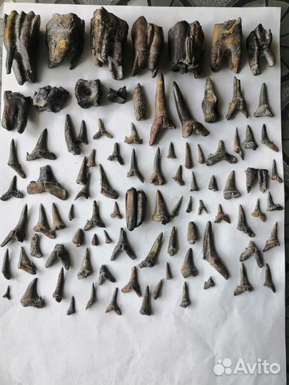 Окаменелости