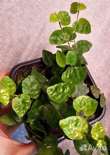 Фикусы пумила, пеллиония даво срезы