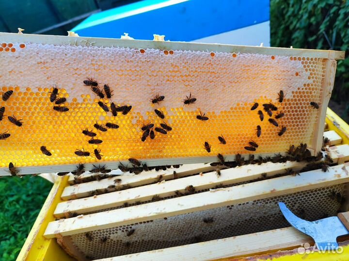 Пчелопакеты бакфаст и карника 2024